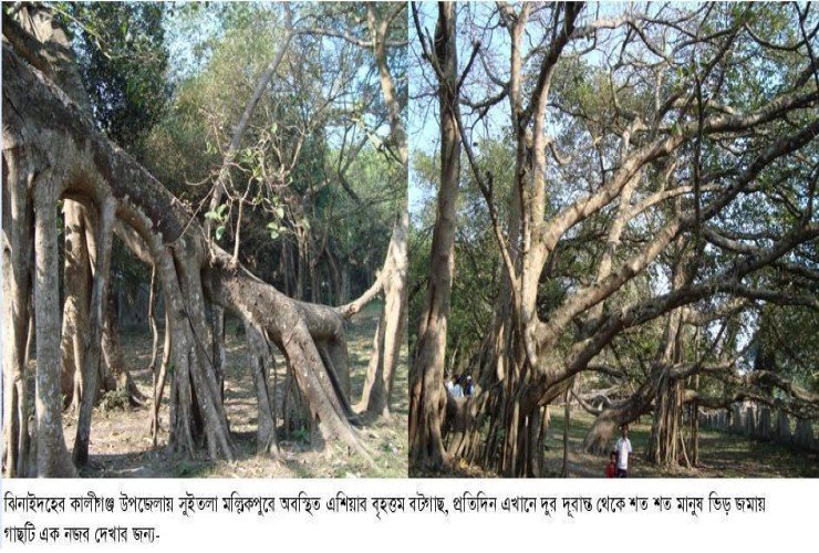 ঝিনাইদহে  এশিয়ার ঐতিহ্যবাহী বৃহত্তম বটগাছের একাল-সেকাল